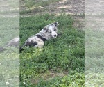 Small Photo #5 Border Collie Puppy For Sale in BERRIEN SPRINGS, MI, USA
