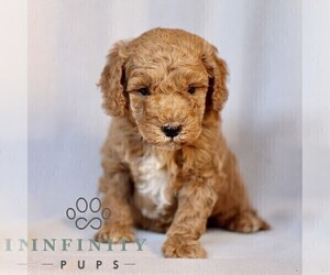 Goldendoodle (Miniature) Puppy for sale in LEOLA, PA, USA