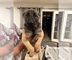 Small Photo #3 Belgian Malinois Puppy For Sale in SIMI VALLEY, CA, USA