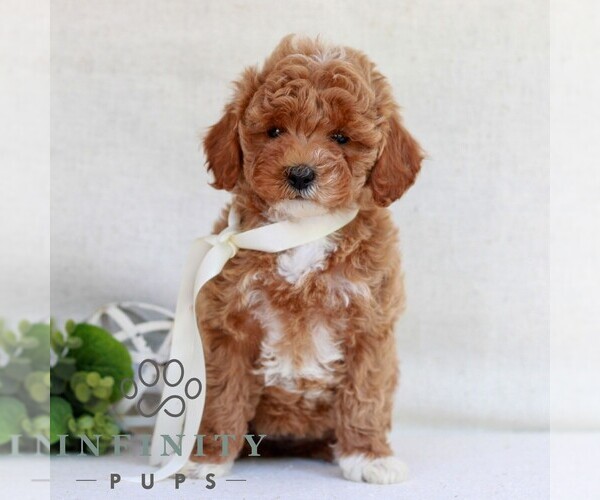 Medium Photo #4 Cavapoo (Miniature) Puppy For Sale in NEWMANSTOWN, PA, USA