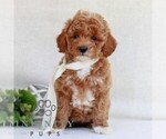 Small #3 Cavapoo (Miniature)