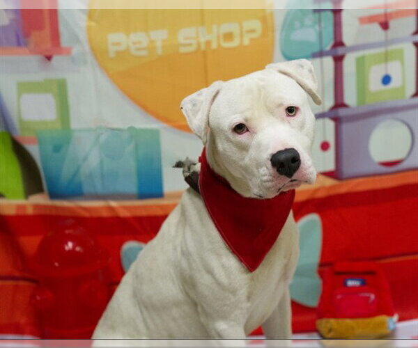 Medium Photo #2 Mutt Puppy For Sale in Placerville, CA, USA