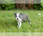 Small #3 Boston Terrier