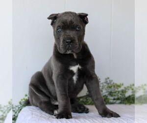 Cane Corso Puppy for sale in HONEY BROOK, PA, USA