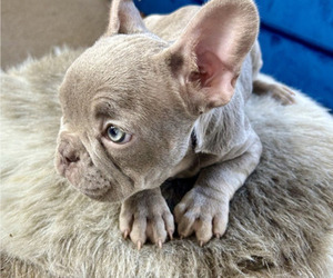 French Bulldog Puppy for sale in HENDERSON, NV, USA