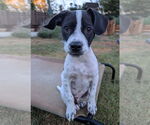 Small #1 Mutt