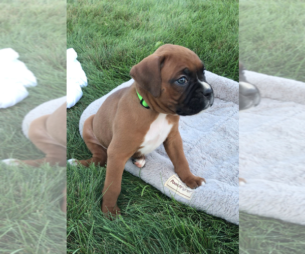 Medium Photo #4 Boxer Puppy For Sale in APPLE CREEK, OH, USA