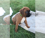 Small Photo #4 Boxer Puppy For Sale in APPLE CREEK, OH, USA
