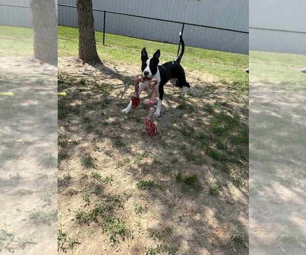 Medium Photo #4 Mutt Puppy For Sale in Evansville, IN, USA