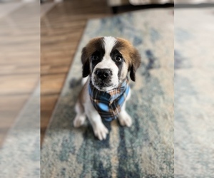 Saint Bernard Puppy for sale in ALBUQUERQUE, NM, USA