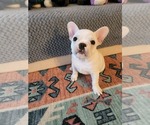 Puppy 5 French Bulldog
