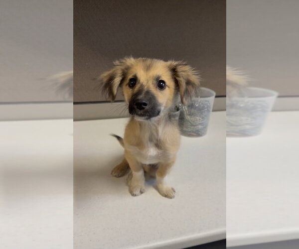 Medium Photo #2 Dachshund-Unknown Mix Puppy For Sale in Dana Point, CA, USA