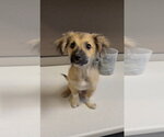 Small #1 Dachshund Mix