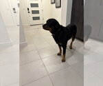 Small #10 Rottweiler
