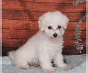 Bichon Frise Puppy for sale in PENNS CREEK, PA, USA