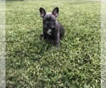 Small Photo #64 French Bulldog Puppy For Sale in WHITTIER, CA, USA