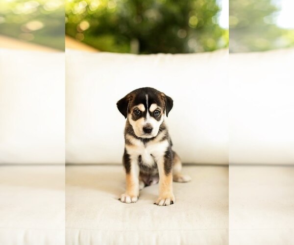 Medium Photo #4 Mutt Puppy For Sale in San Diego, CA, USA