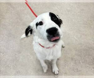 Collie-Unknown Mix Dogs for adoption in Holland, MI, USA