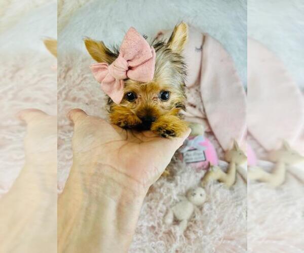 Medium Photo #2 Yorkshire Terrier Puppy For Sale in PEMBROKE PINES, FL, USA