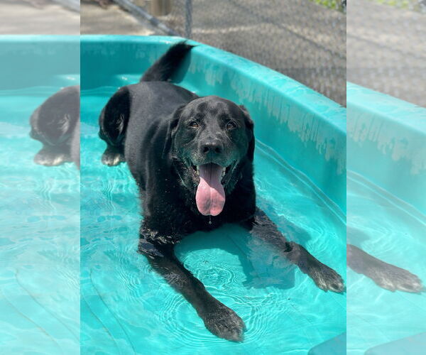 Medium Photo #4 Labrador Retriever-Unknown Mix Puppy For Sale in Rockaway, NJ, USA