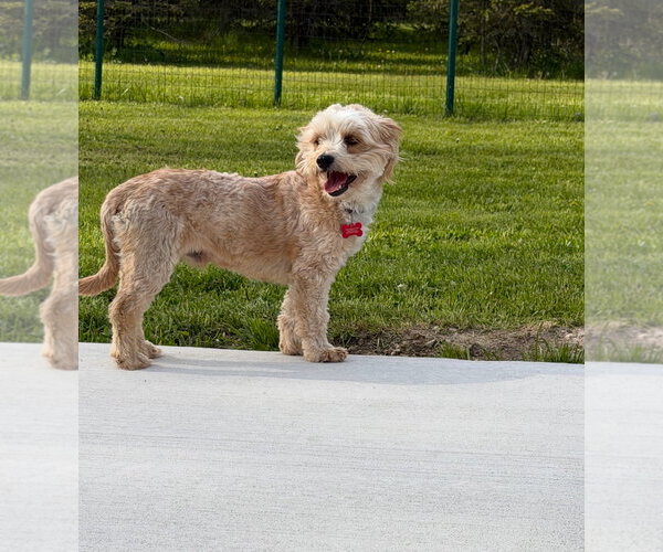 Medium Photo #6 Poodle (Miniature)-Unknown Mix Puppy For Sale in Grafton, WI, USA
