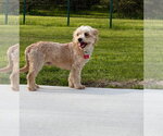 Small #5 Poodle (Miniature) Mix