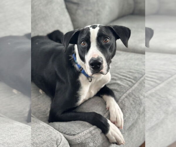 Medium Photo #8 Mutt Puppy For Sale in Rockaway, NJ, USA