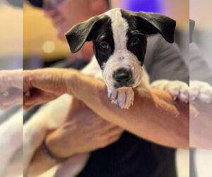 Labrador Retriever-Unknown Mix Dogs for adoption in Sanford, FL, USA