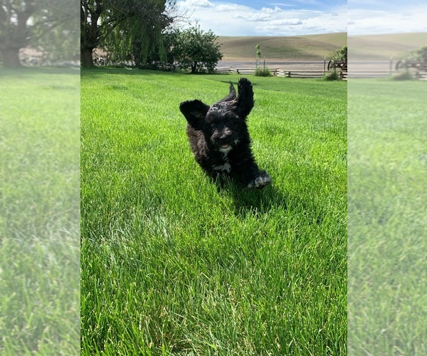 Medium Photo #3 Pyredoodle Puppy For Sale in PRESCOTT, WA, USA
