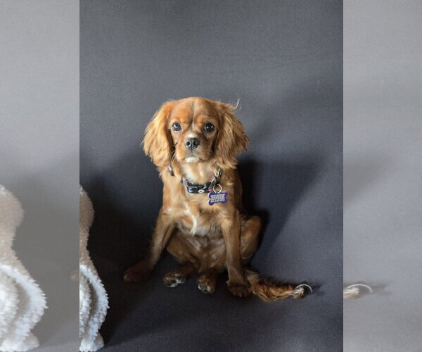 Medium Photo #2 Cavalier King Charles Spaniel Puppy For Sale in Sioux Falls, SD, USA