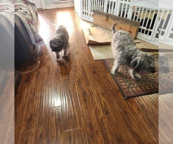 Medium Photo #1 Shorkie Tzu-Zuchon Mix Puppy For Sale in COWARD, SC, USA