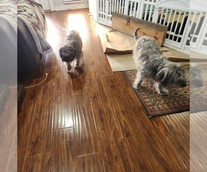 Mother of the Shorkie Tzu-Zuchon Mix puppies born on 11/14/2025