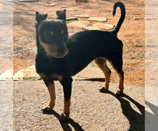 Medium Photo #3 Miniature Pinscher Puppy For Sale in Apple Valley, CA, USA