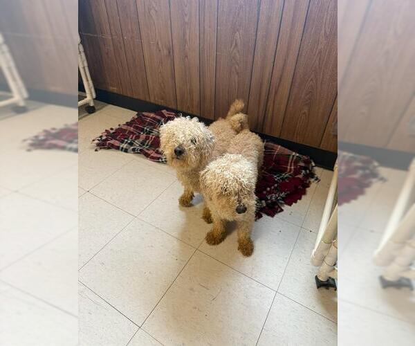 Medium Photo #4 Mutt Puppy For Sale in Parlier, CA, USA