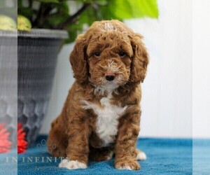 Goldendoodle (Miniature) Puppy for sale in EAST EARL, PA, USA