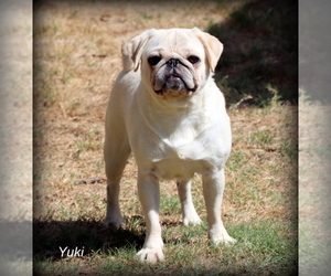 Mother of the Pug puppies born on 05/08/2026