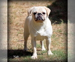 Small Photo #1 Pug Puppy For Sale in WINNSBORO, TX, USA