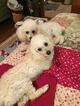 Small Photo #1 Poodle (Toy) Puppy For Sale in FARMINGTON, MO, USA