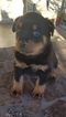 Small Photo #1 Rottweiler Puppy For Sale in RANCHO CORDOVA, CA, USA