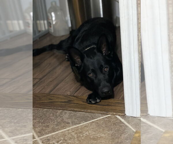 Medium Photo #1 German Shepherd Dog-Unknown Mix Puppy For Sale in Brewster, NY, USA