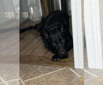 Small German Shepherd Dog Mix