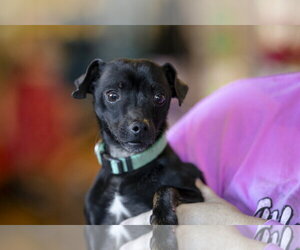 Lucky - Male Chihuahua-Unknown Mix Dog for Adoption - Photo #13