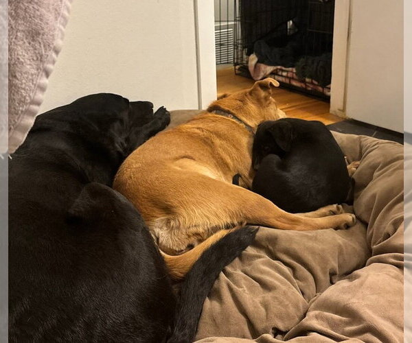 Medium Photo #2 Chow Chow-Unknown Mix Puppy For Sale in Winter Park, CO, USA