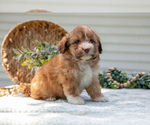 Small Photo #29 Aussiedoodle Miniature  Puppy For Sale in MILLERSBURG, OH, USA
