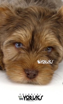 Medium Photo #8 Yorkshire Terrier Puppy For Sale in KELLER, TX, USA
