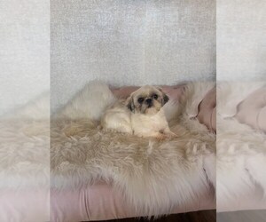 Shih Tzu Puppy for sale in STUART, FL, USA