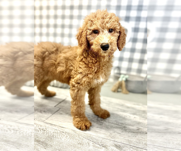 Medium Photo #4 Goldendoodle Puppy For Sale in MARIETTA, GA, USA