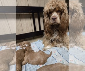 Father of the English Cocker Spaniel puppies born on 01/05/2025
