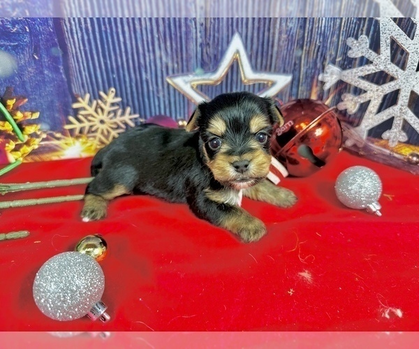 Medium Photo #7 Yorkshire Terrier Puppy For Sale in CASSVILLE, MO, USA