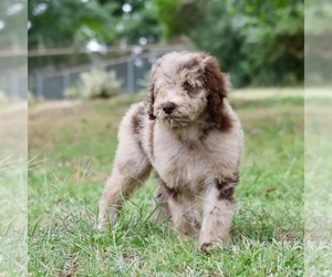 Poodle (Standard) Puppy for sale in ADAMSVILLE, TN, USA